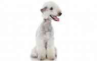 Bedlington terier: lamb cunker